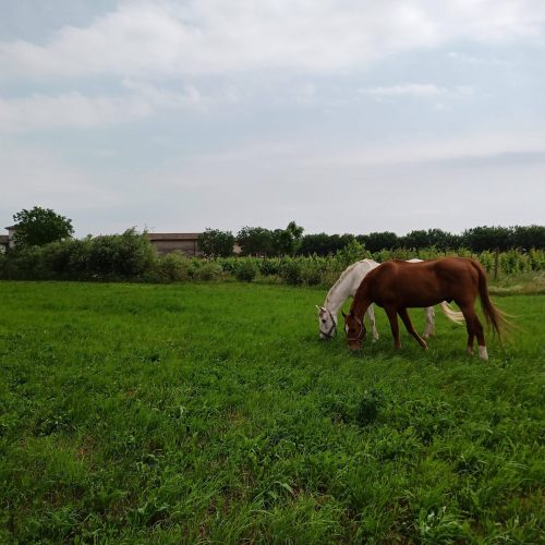 IMG_20220528_150331_103