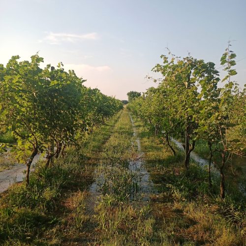 IMG_20230701_190417_386