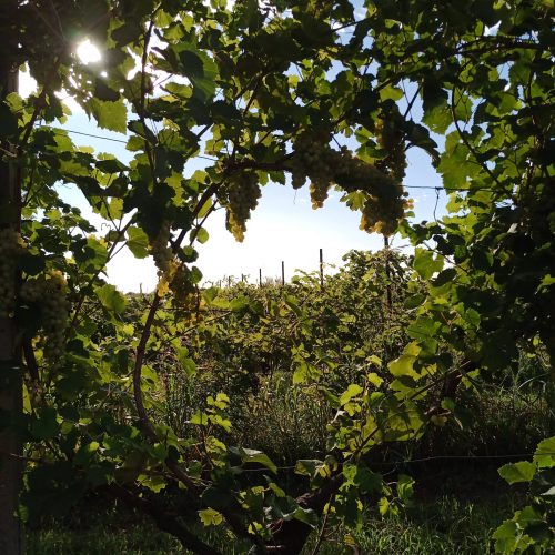 IMG_20230805_182305_154