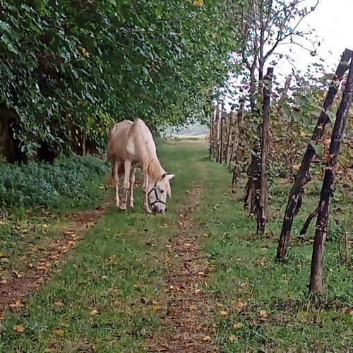 IMG_20231021_103233_998