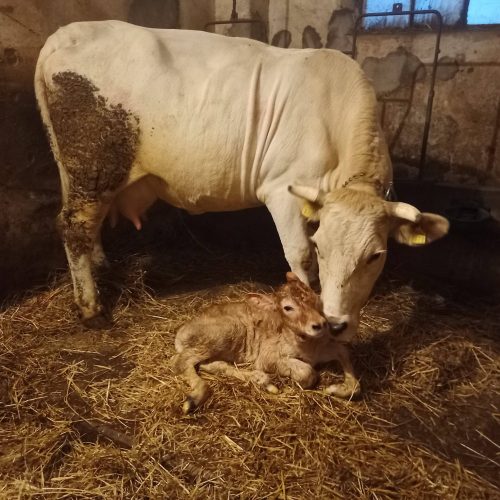 IMG_20231210_074630_934