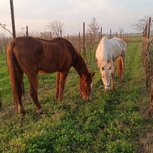 IMG_20240313_175556_105