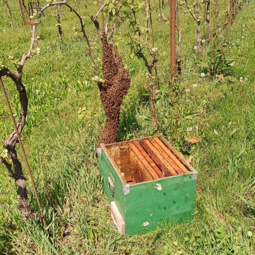 IMG_20240414_130559_553