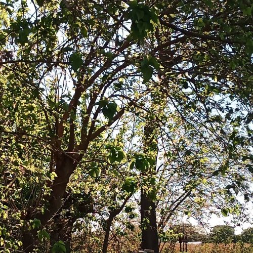 arnie api lungo fossi sotto piante