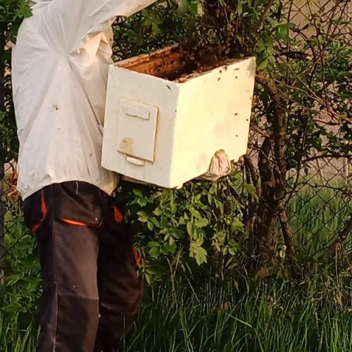 cattura 2 sciame api