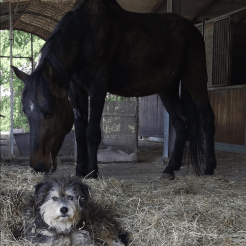 cavallo con cane