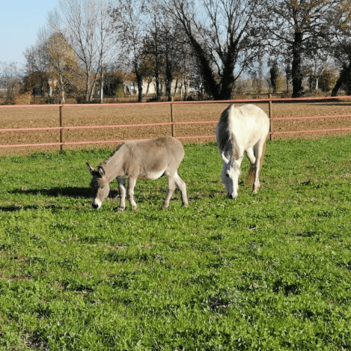 coppia asino cavallo