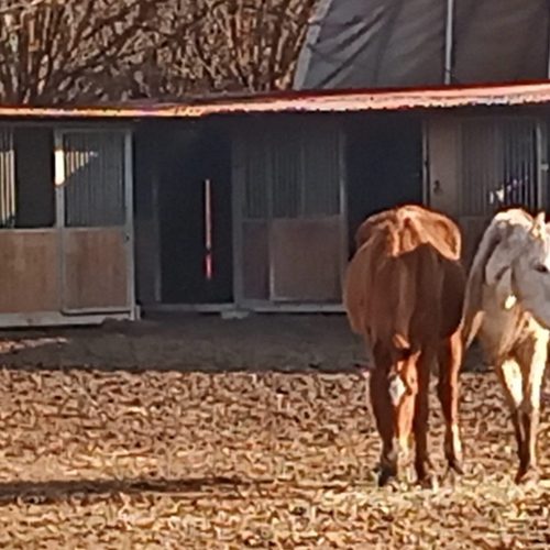coppia cavalli paddock