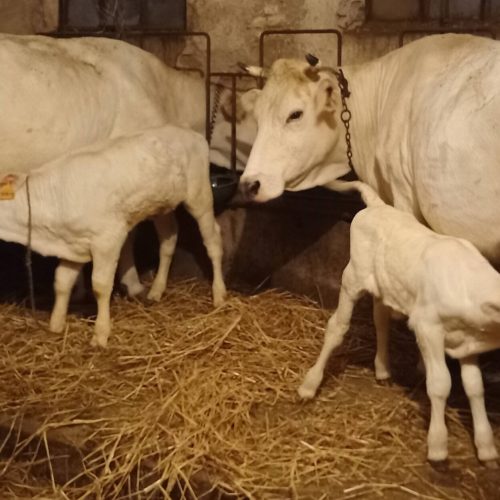 Vacche allattano vitelli